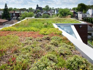 green roof